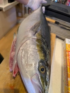 ハマチの釣果