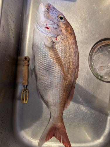 タイの釣果