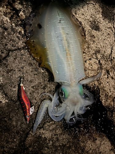 アオリイカの釣果