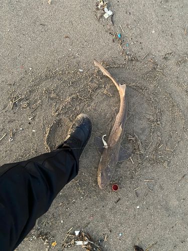 ホシザメの釣果