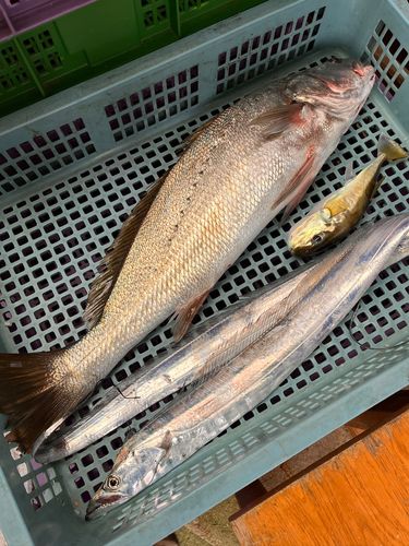 オオニベの釣果