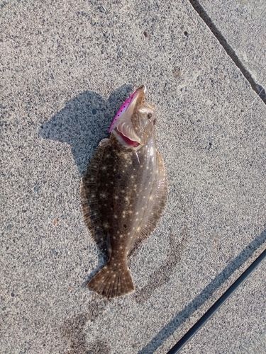 ヒラメの釣果