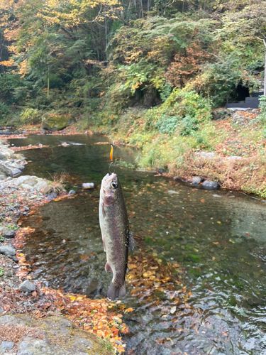 ニジマスの釣果