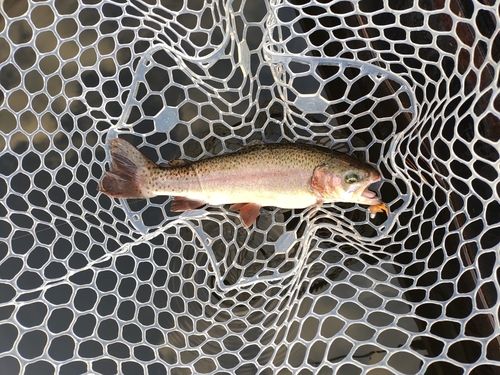 ニジマスの釣果