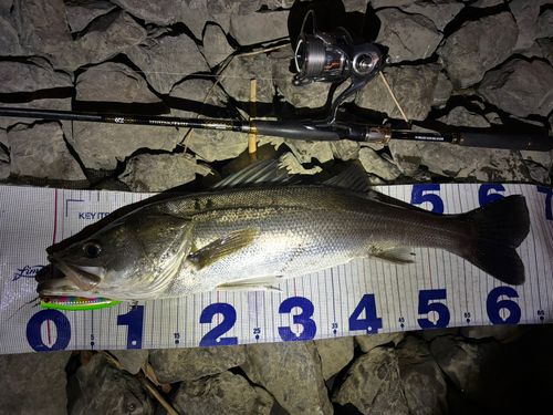シーバスの釣果