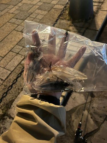 ヒイカの釣果