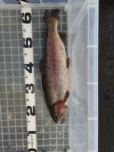 ニジマスの釣果