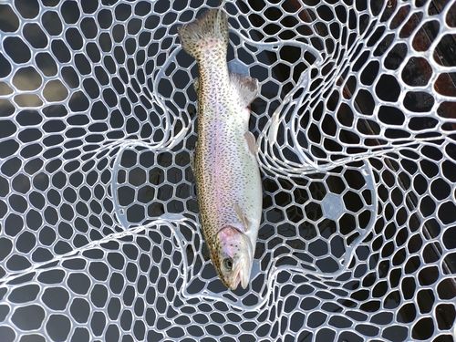 ニジマスの釣果