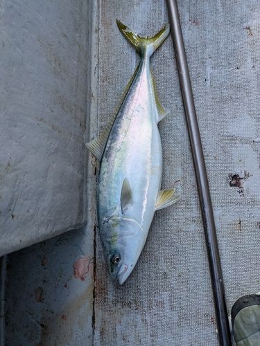 ワラサの釣果