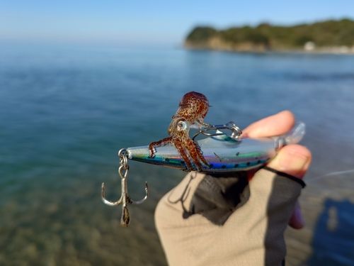 タコの釣果