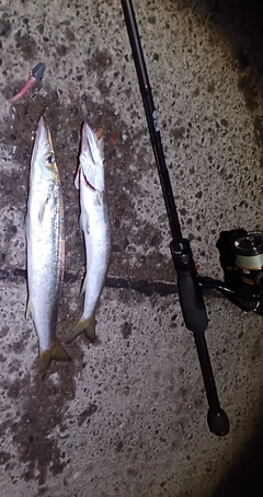 アカカマスの釣果