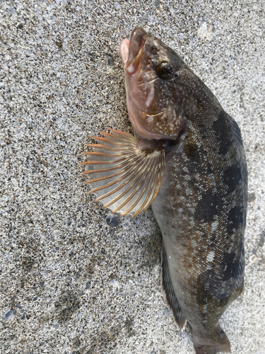 アブラコの釣果