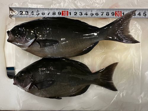 メジナの釣果