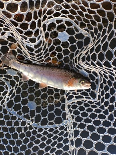 ニジマスの釣果