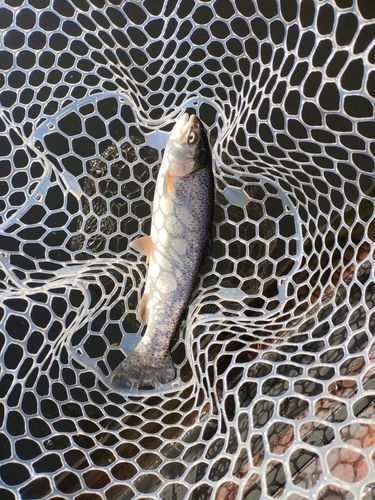 ニジマスの釣果