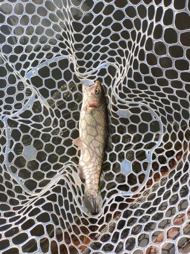 ニジマスの釣果