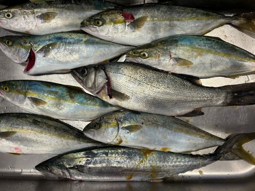 ヒラスズキの釣果