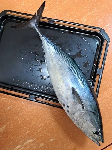 スマカツオの釣果