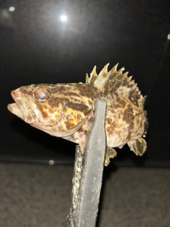 タケノコメバルの釣果