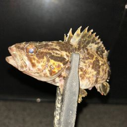 タケノコメバル