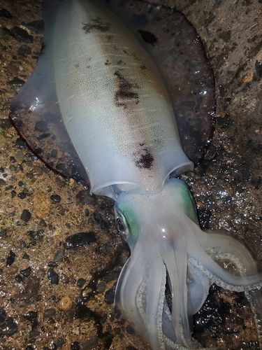 アオリイカの釣果