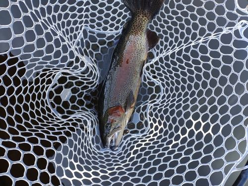 ニジマスの釣果