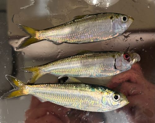 東京ゲートブリッジ付近