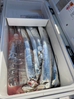 タチウオの釣果