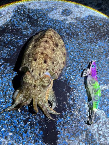 コウイカの釣果