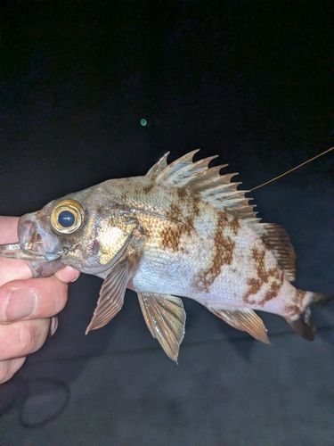 メバルの釣果