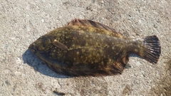 クロガシラガレイの釣果