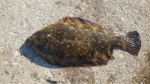 クロガシラガレイの釣果