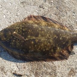 クロガシラガレイ