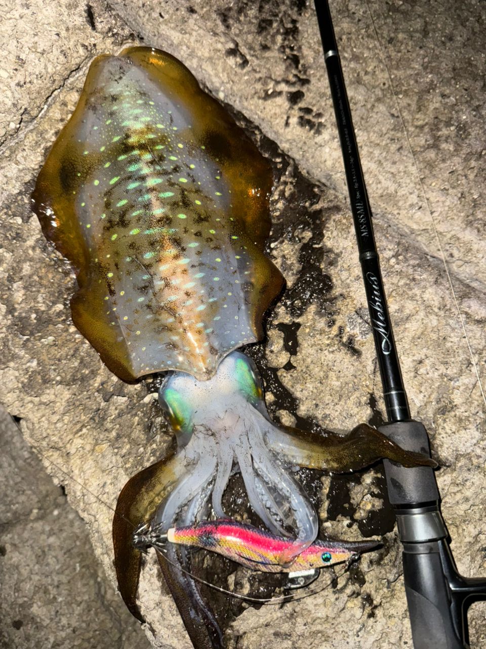 YAMAGA Blanks メビウス 85MLの最安値・インプレ・釣果 | 本音の口コミ