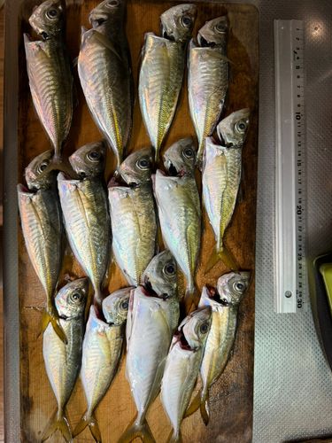 アジの釣果
