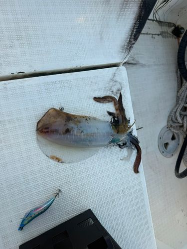 アカムツの釣果