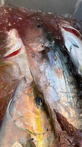 ヒレナガカンパチの釣果