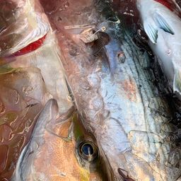 ヒレナガカンパチ