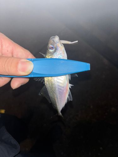 神戸空港親水護岸