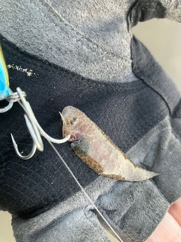 シタビラメの釣果