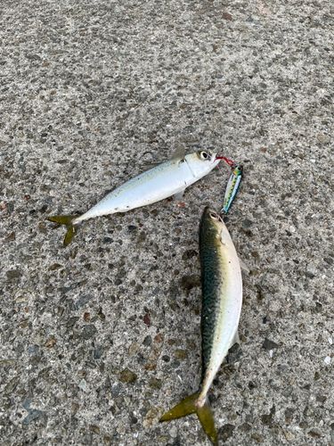 南芦屋浜ベランダ