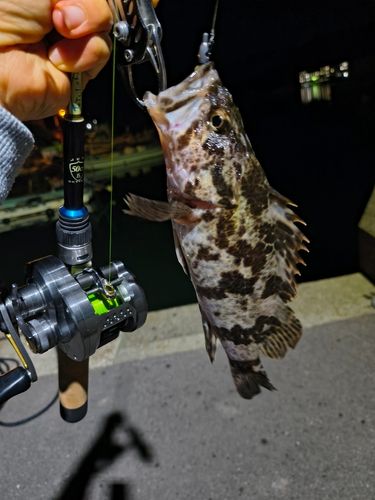 タケノコメバルの釣果