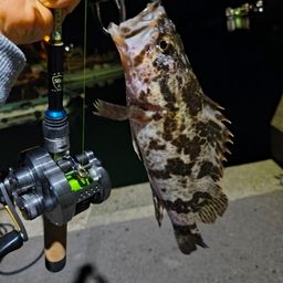 タケノコメバル