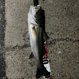 セイゴ（マルスズキ）