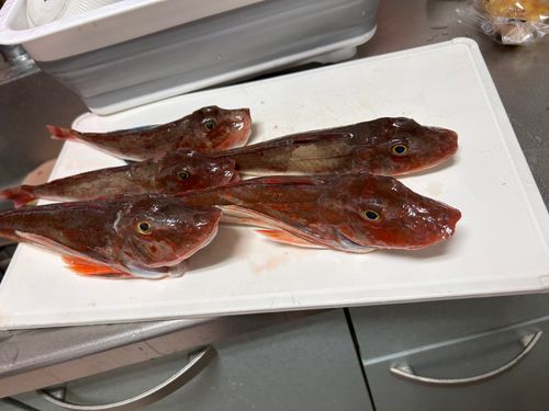 ホウボウの釣果