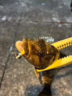 アイザメの釣果