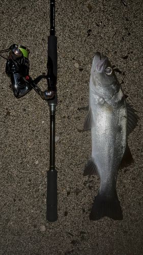 セイゴ（ヒラスズキ）の釣果