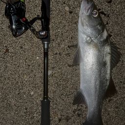 セイゴ（ヒラスズキ）