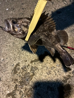 クロソイの釣果