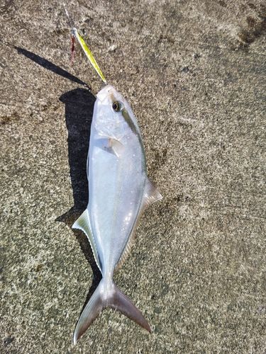 カンパチの釣果